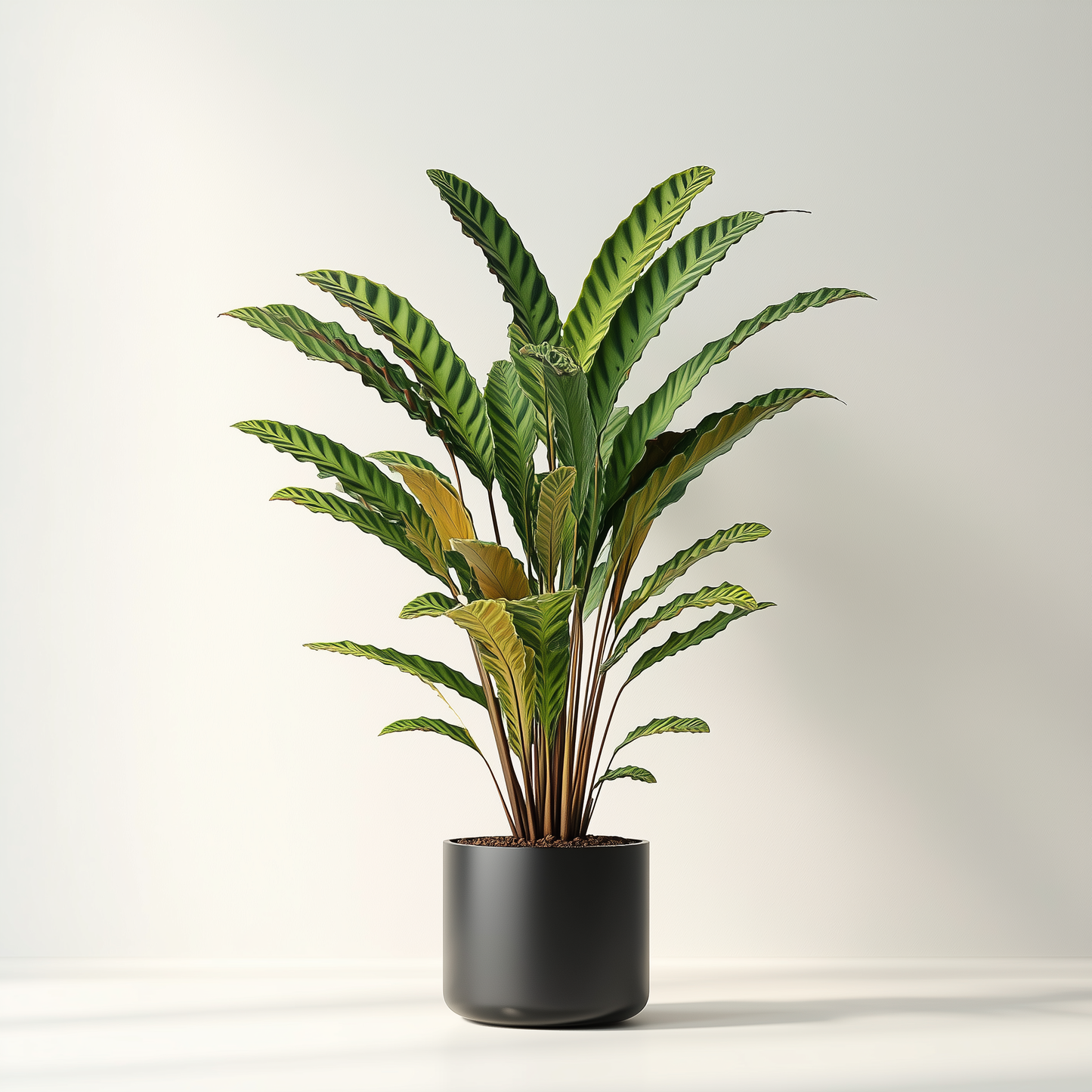 Calathea rufibara (L)