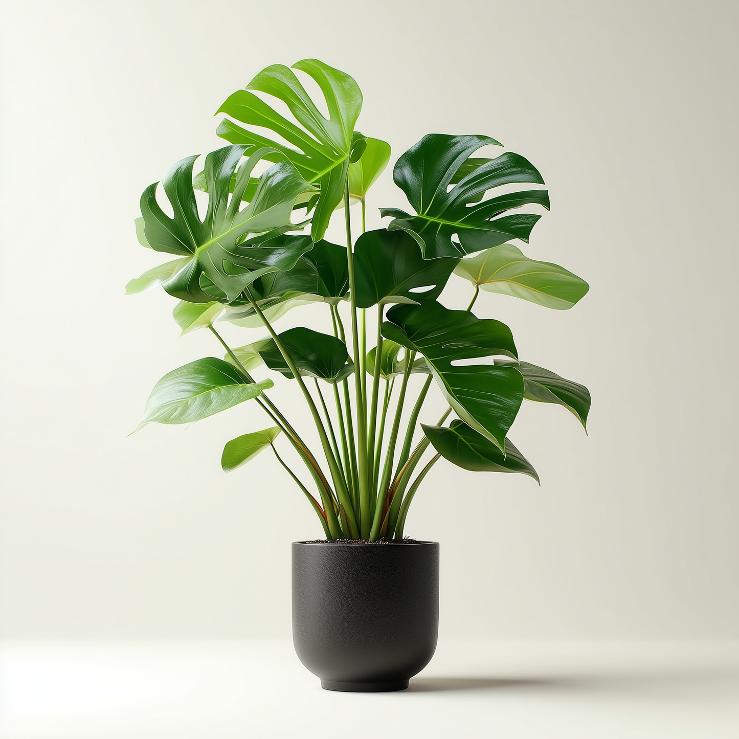 Monstera deliciosa (L)