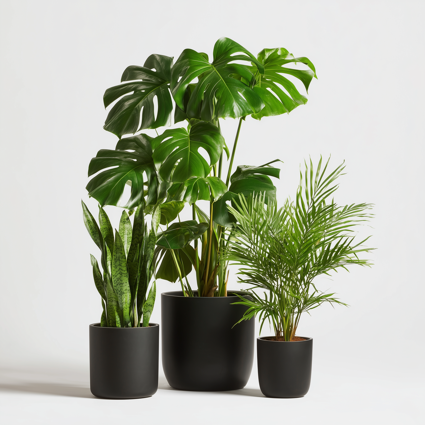 Green Box Zimmerpflanzen (3er Set)