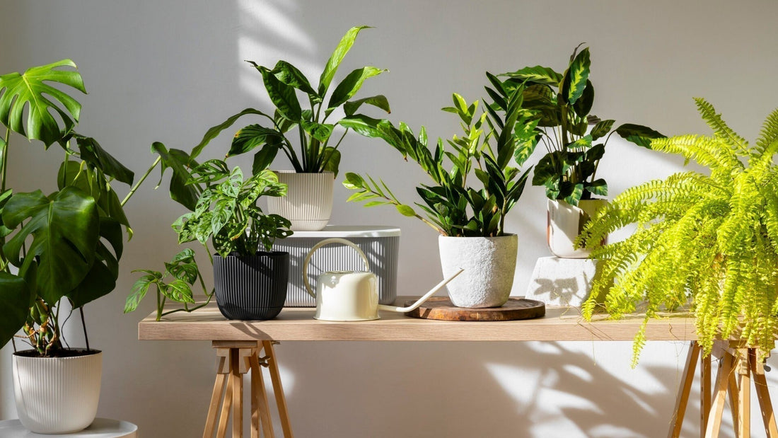 Standort und Lichtverhältnisse