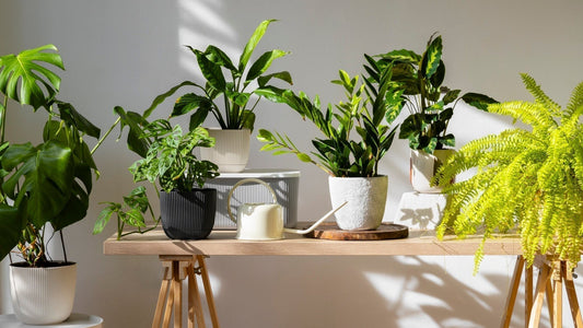 Standort und Lichtverhältnisse