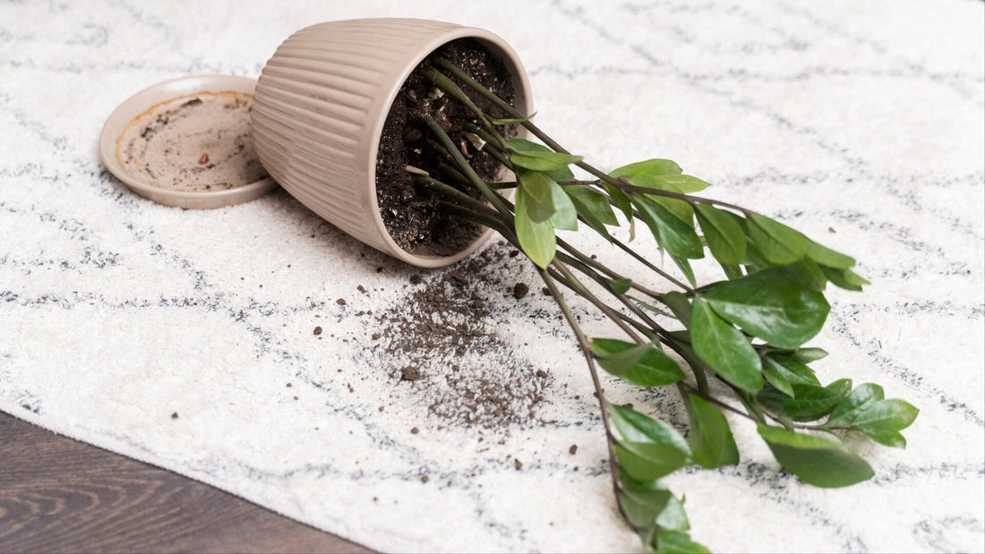 Schädlinge und Krankheiten