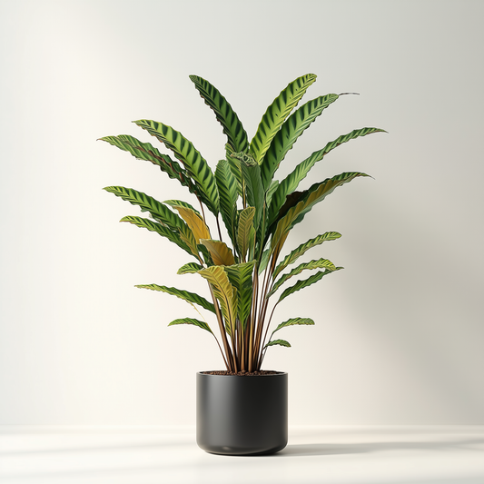 Calathea rufibara (L)