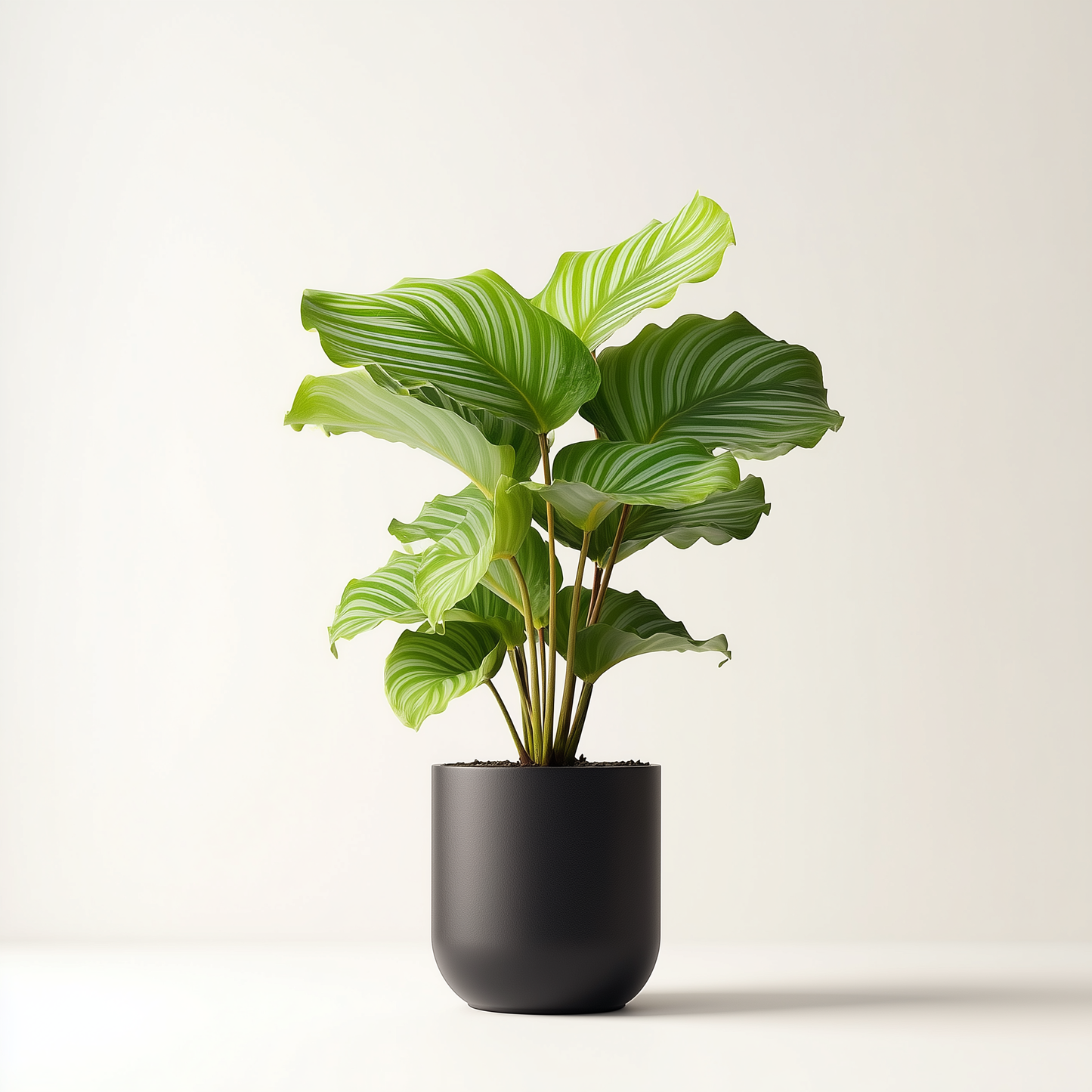 Calathea orbifolia (S)