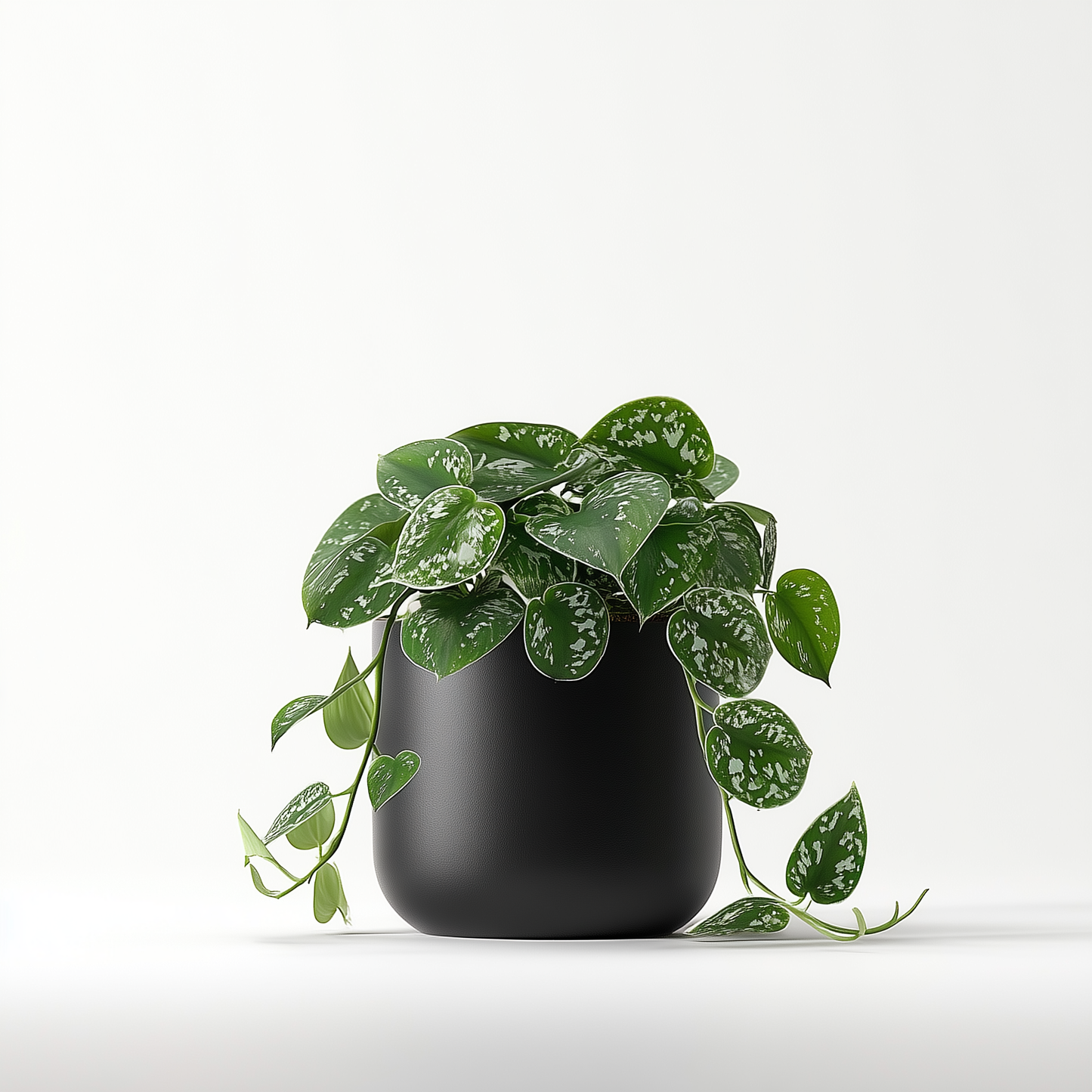 Gefleckte Efeutute (S)