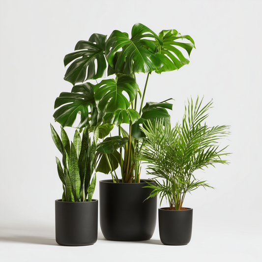 Green Box Zimmerpflanzen (3er Set)