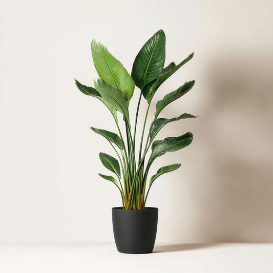 Strelitzia nicolai (L)